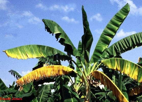 New Genetic Discovery Offers Hope Against Fusarium Wilt in Bananas
