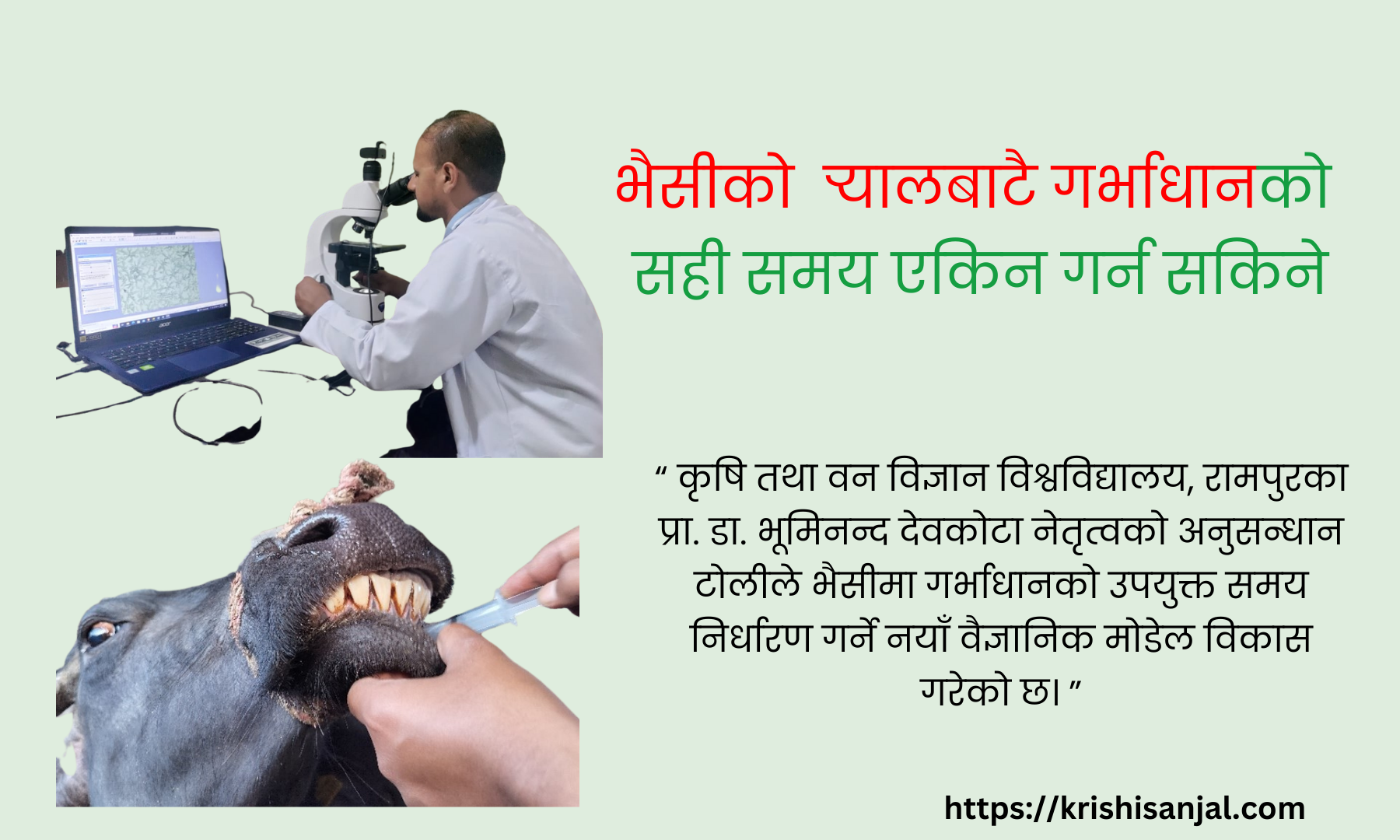 भैसीको  र्‍यालबाटै गर्भाधानको सही समय एकिन गर्न सकिने