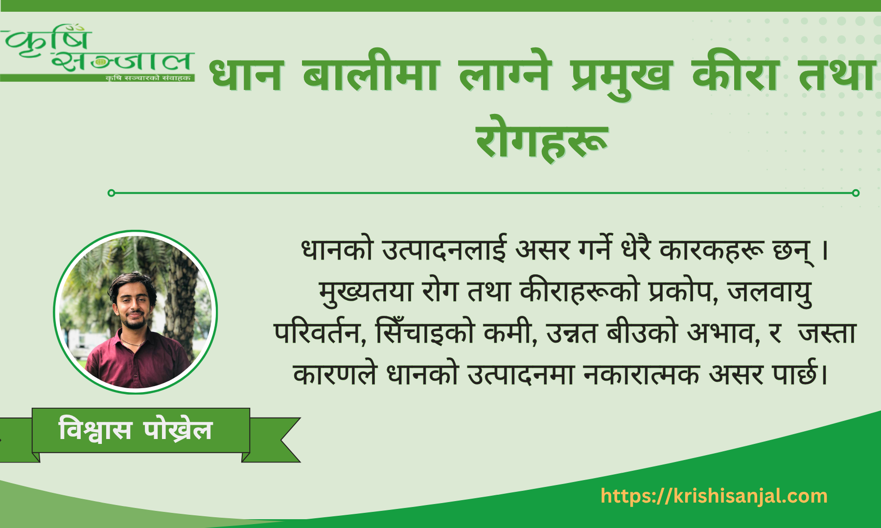 धान बालीमा लाग्ने प्रमुख कीरा तथा रोगहरू