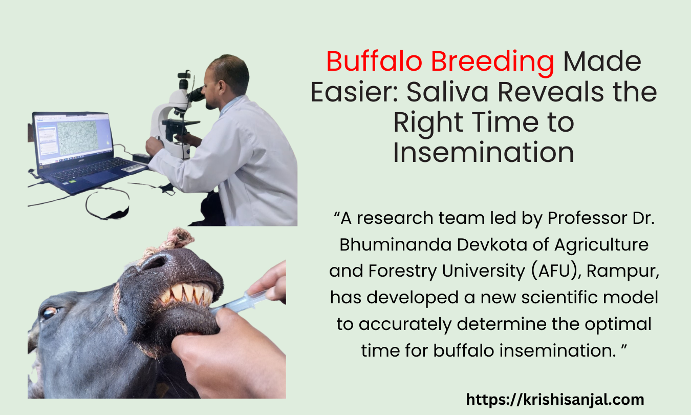 Buffalo Breeding Made Easier: Saliva Reveals the Right Time to Insemination