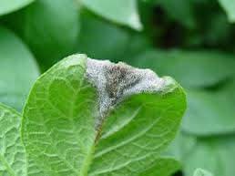 High Risk of Late Blight in Potatoes: How to Prevent It?