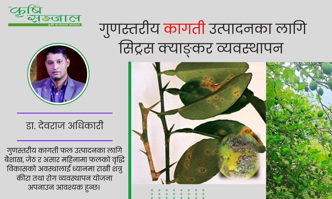 गुणस्तरीय कागती उत्पादनका लागि सिट्रस क्याङ्कर व्यवस्थापन