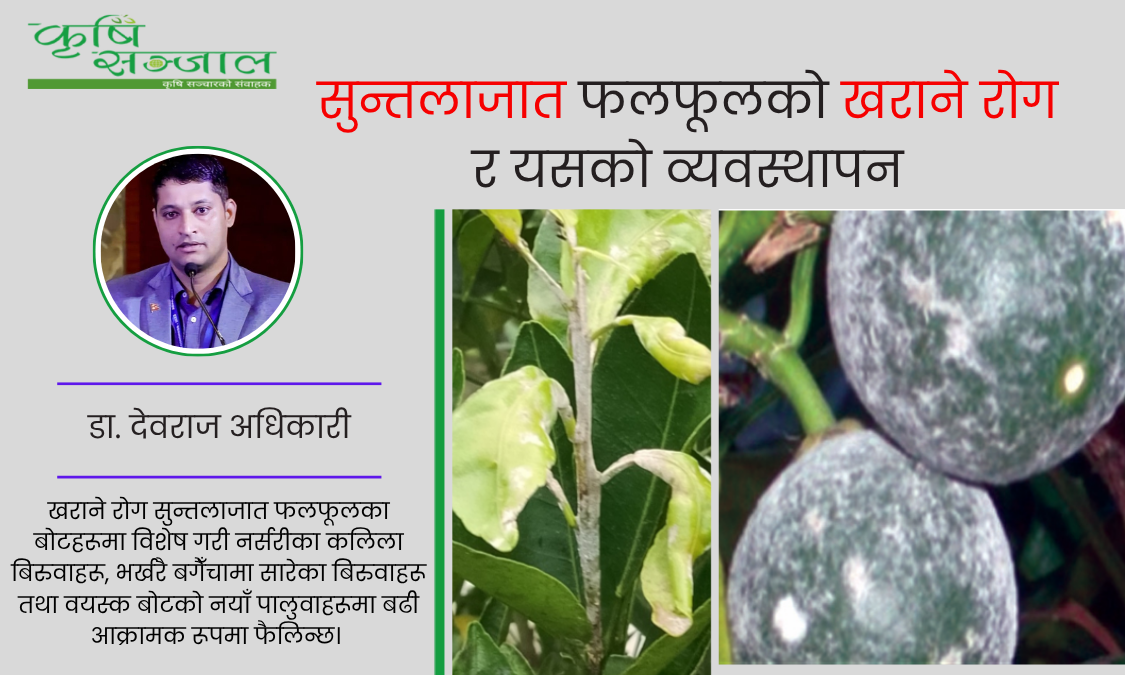 सुन्तलाजात फलफूलको खराने रोग र यसको व्यवस्थापन