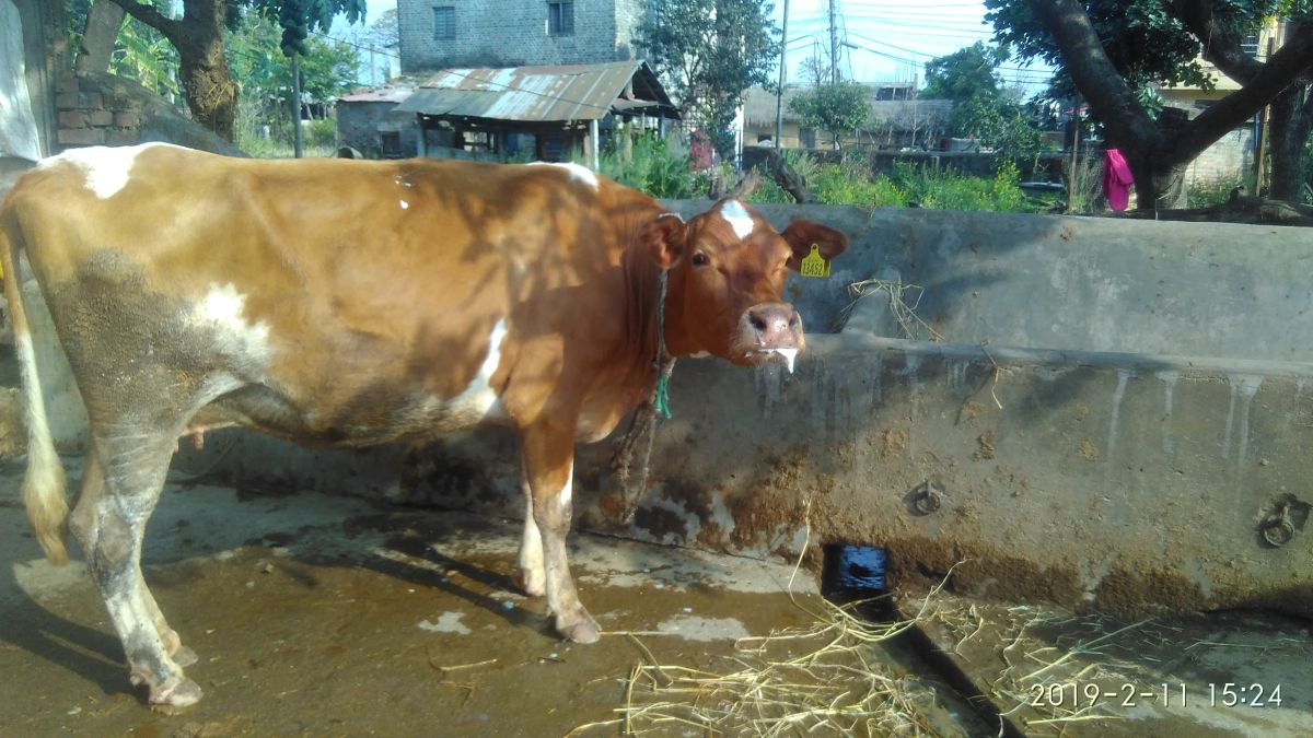 चितवनमा ८० हजार पशुलाई खोरेतबिरुद्धको खोप लगाइने