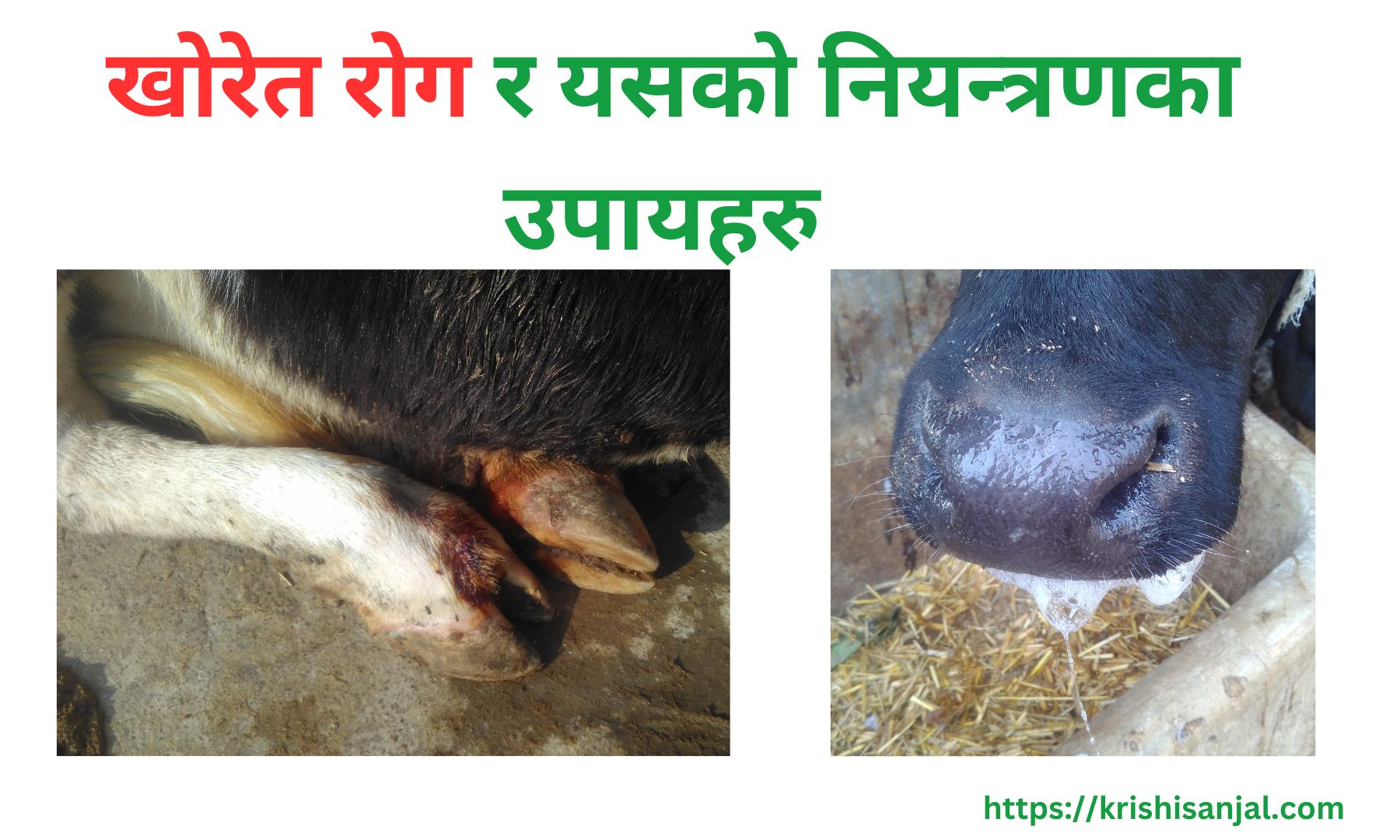 खोरेत रोग कसरी नियन्त्रण तथा रोकथाम गर्ने?