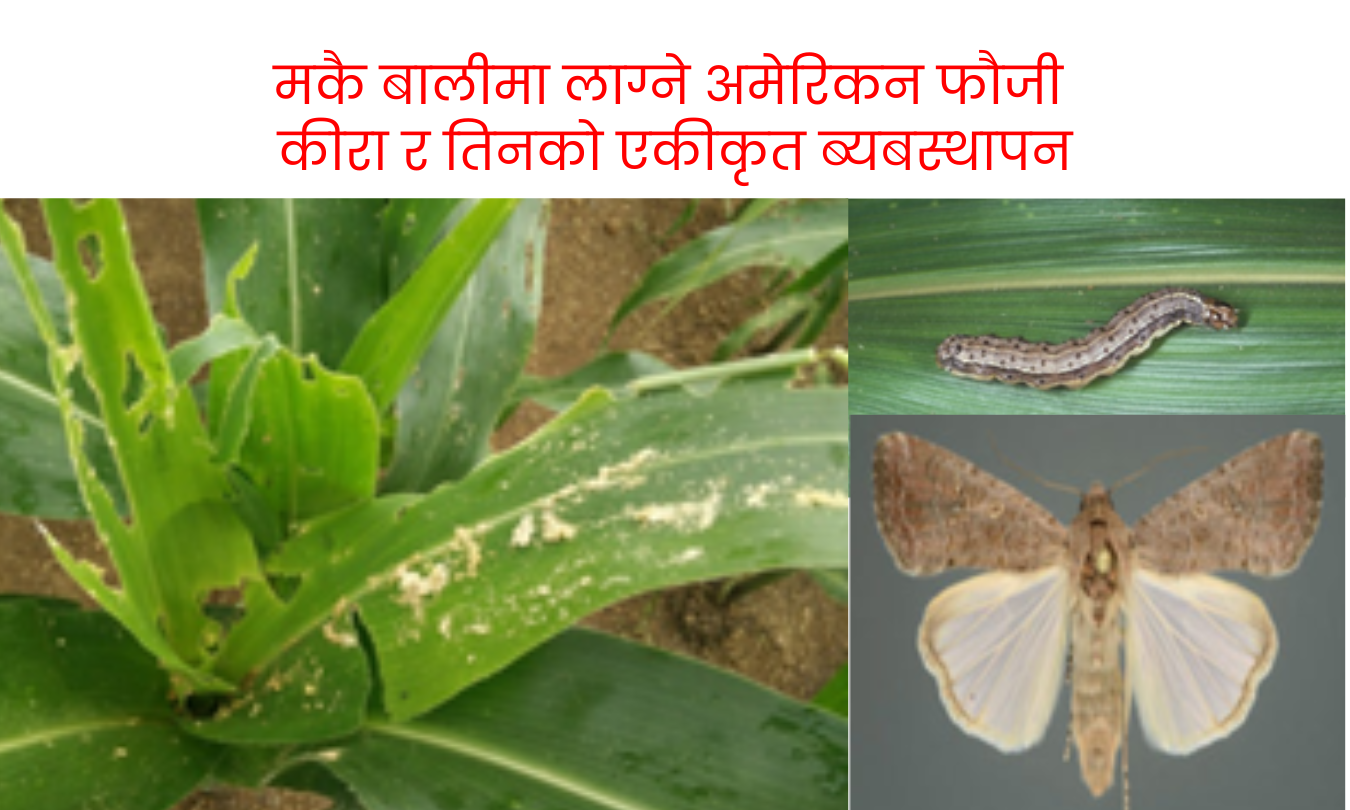 मकै बालीमा लाग्ने अमेरिकन फौजी कीरा र तिनको एकीकृत ब्यबस्थापन