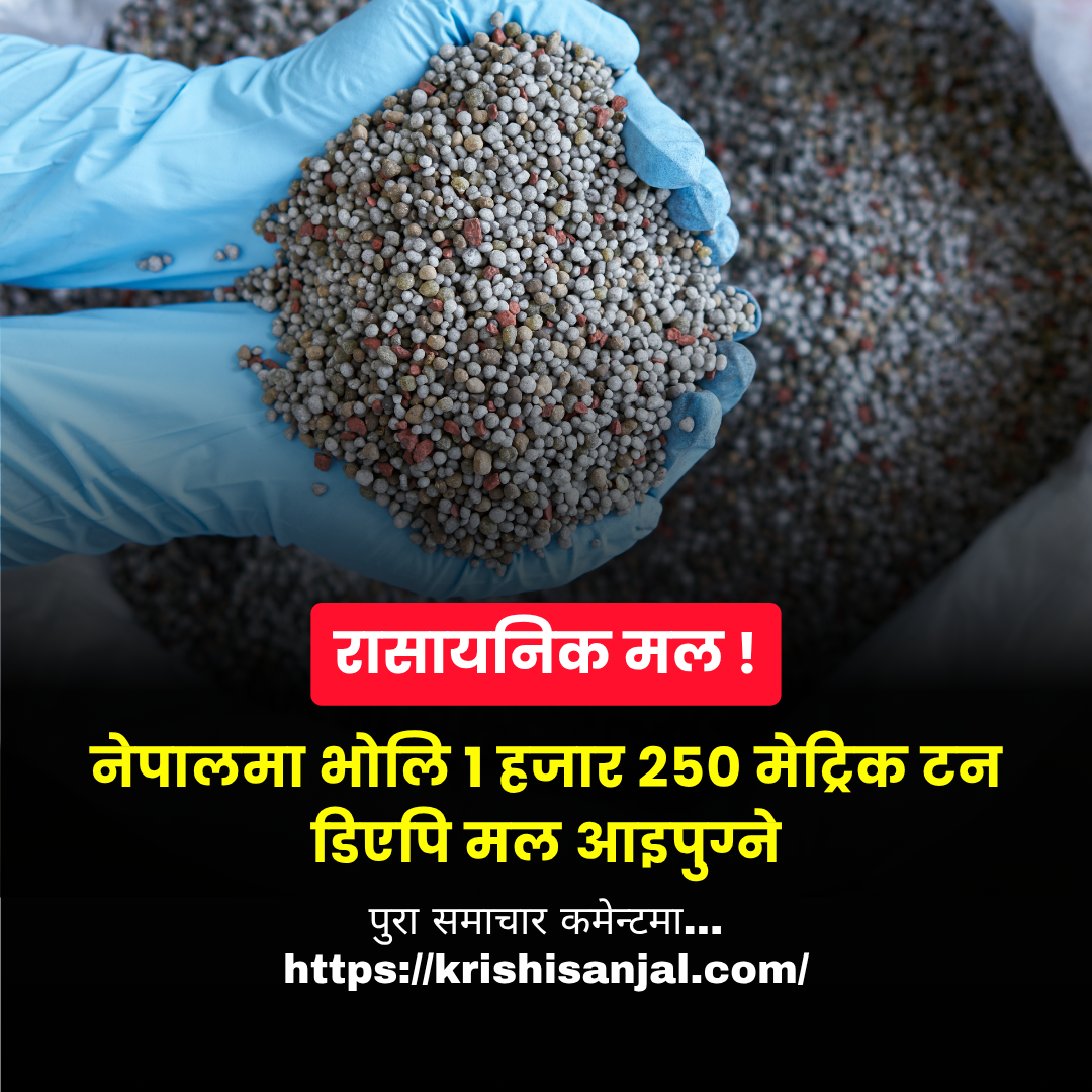 नेपालमा भोलि १ हजार २५० मेट्रिक टन डिएपि मल आइपुग्ने
