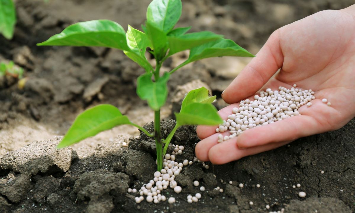 Nearly Three Lakh Metric Tons of Chemical Fertilizer Imported to Nepal