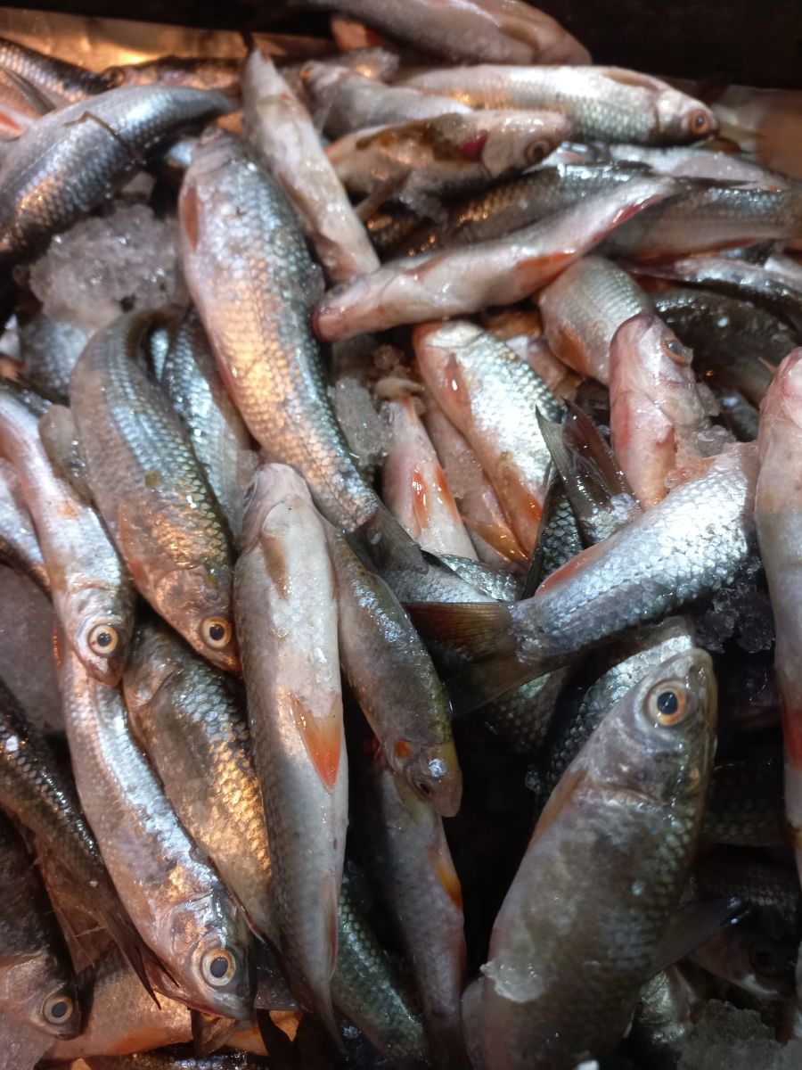 अवैध रूपमा भित्रिने माछा नियन्त्रण गर्न निर्देशन