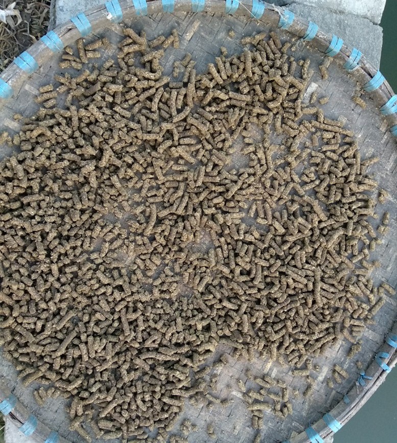 Nepal’s First Forage Pellet Trial Marks a Breakthrough in Dairy Farming