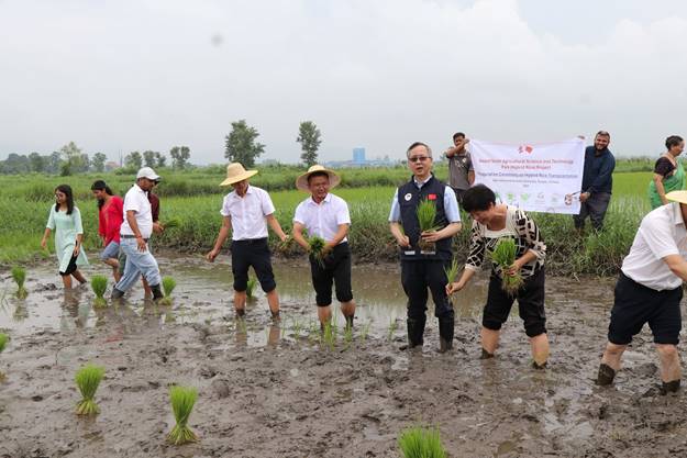 Chinese Hybrid Rice Varieties Tested at AFU, Rampur