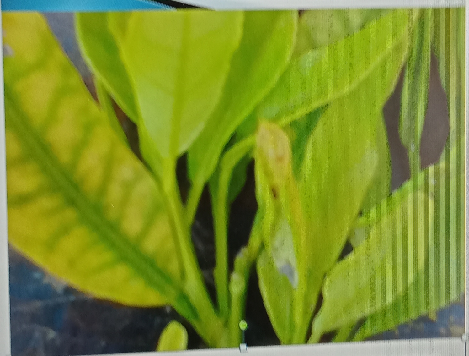 Management of Citrus Greening