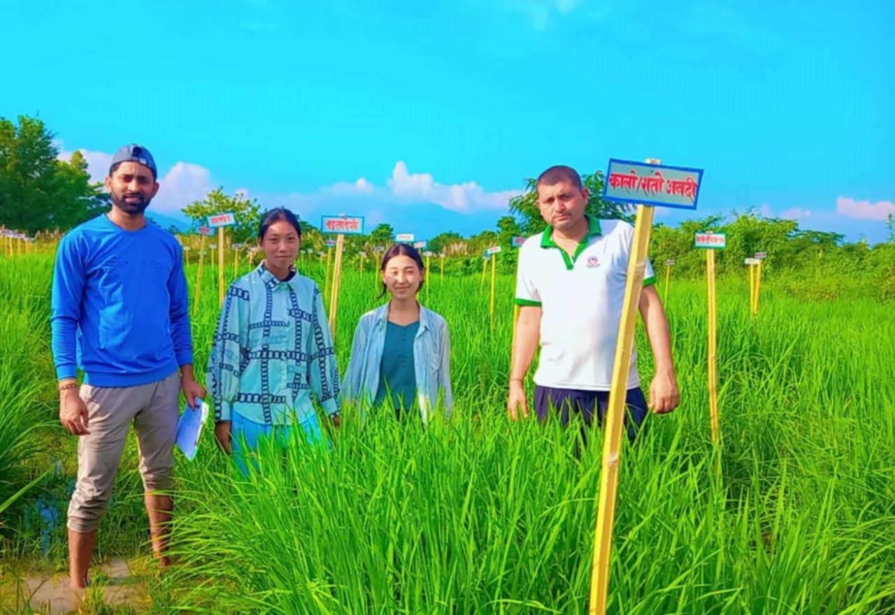 115 Varieties of Rice Being Conserved in Jhapa