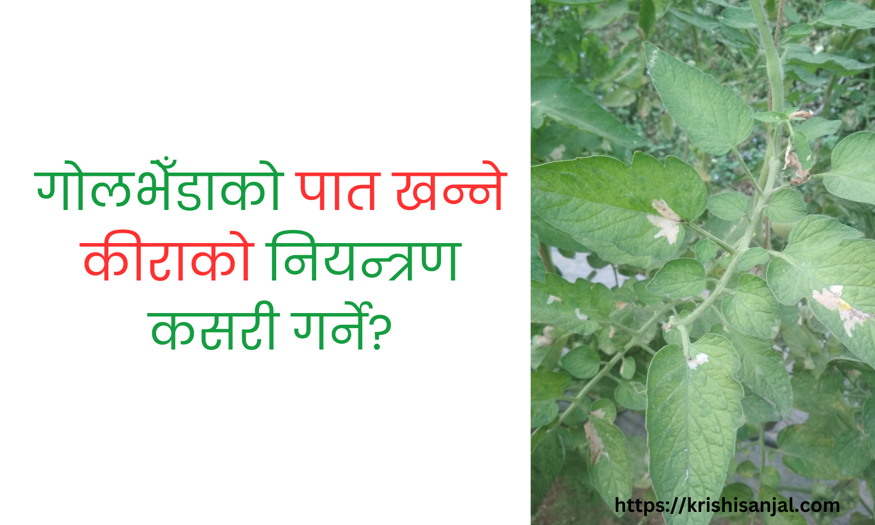 गोलभेँडाको पात खन्ने  कीरा (टुटा) को नियन्त्रण  कसरी गर्ने?