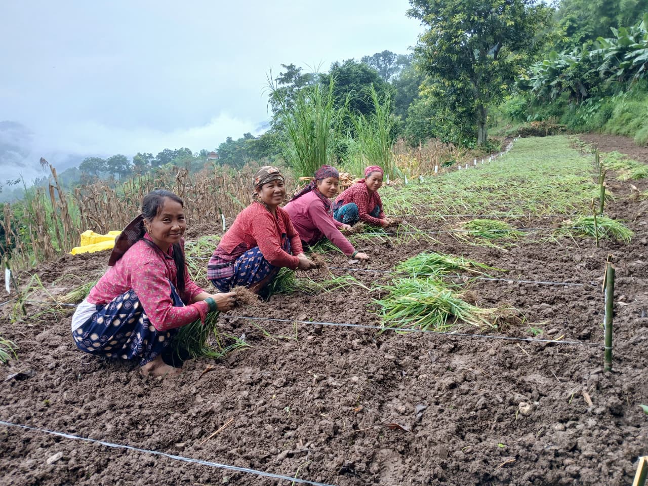 लमजुङमा कृषि परियोजना मार्फत रैथाने बाली संरक्षण