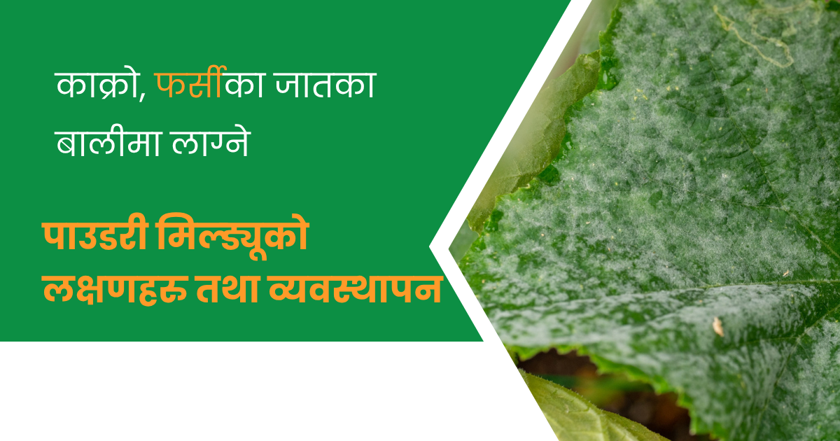 काक्रो फर्सीमा लाग्ने पाउडरी मिल्ड्यूको लक्षण तथा व्यवस्थापन
