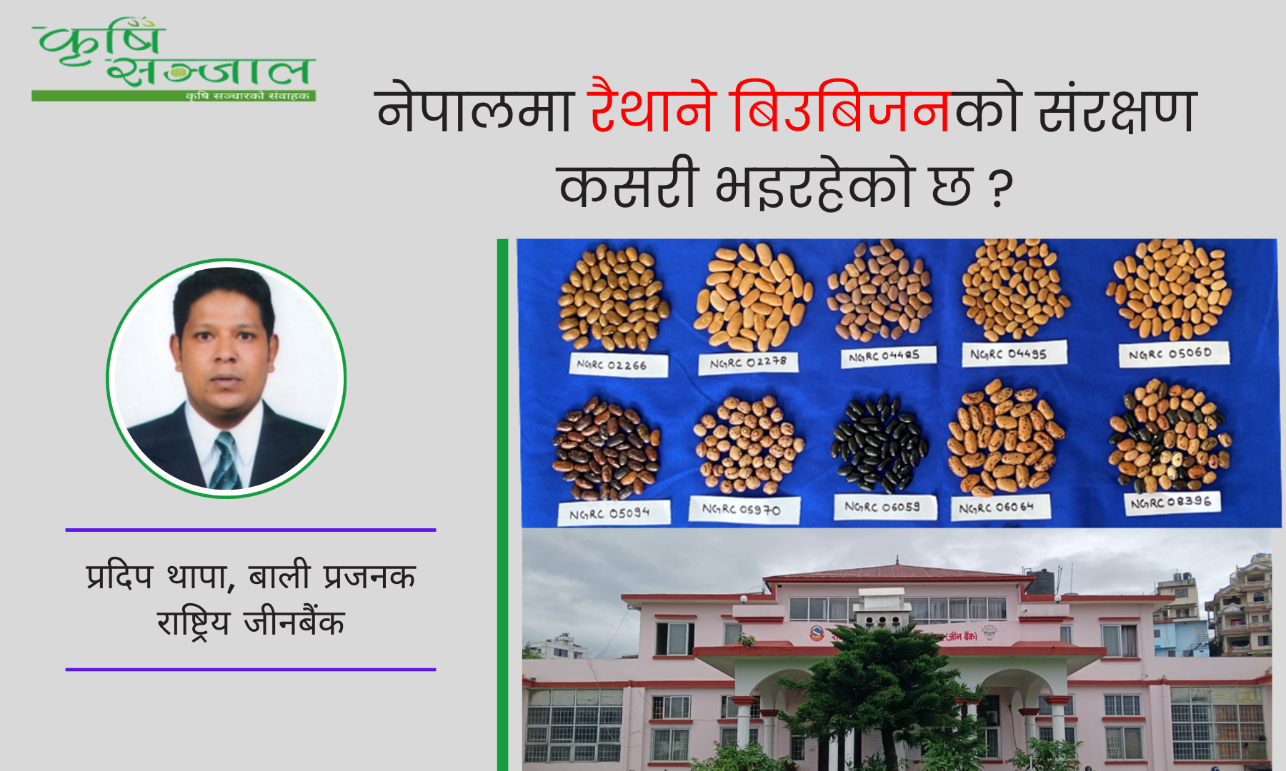 नेपालमा रैथाने बिउबिजनको संरक्षण कसरी भइरहेको छ?