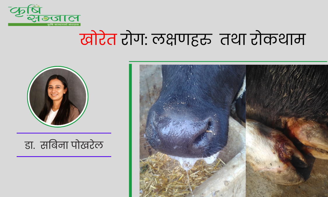 खोरेत रोग: लक्षणहरु  तथा रोकथाम