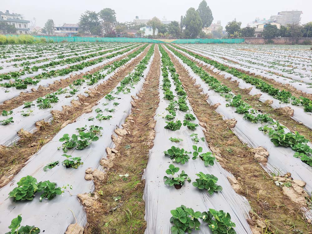 विस्तार हुँदै स्ट्रबेरी खेती