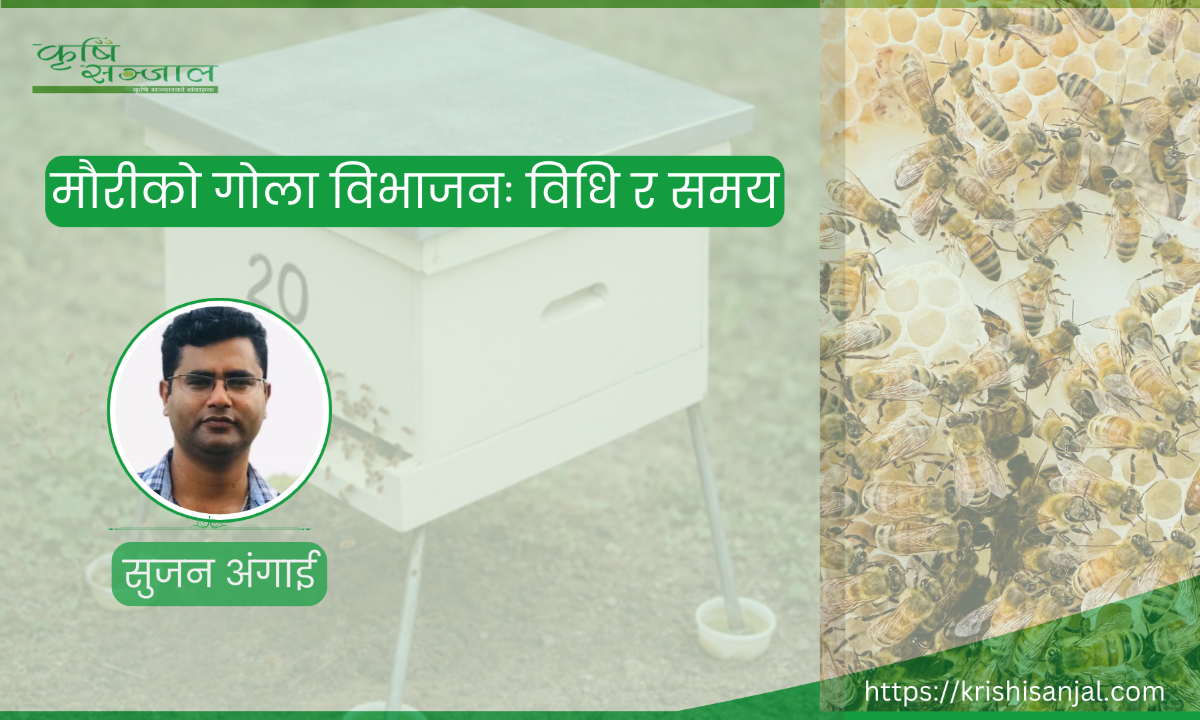 मौरीको गोला विभाजनः विधि र समय