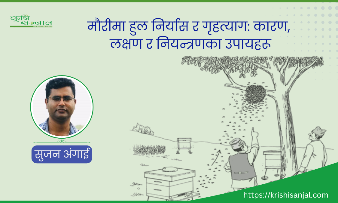 मौरीमा हुल निर्यास र गृहत्याग: कारण, लक्षण र नियन्त्रण उपायहरू