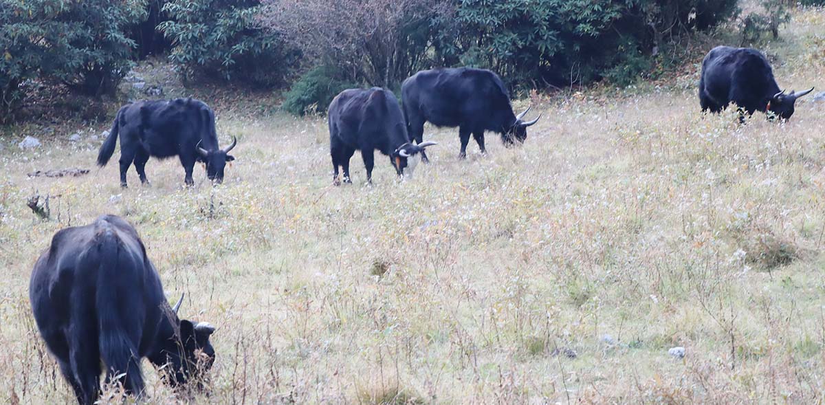 चौँरी प्रवर्द्धनमा किसानलाई अनुदान