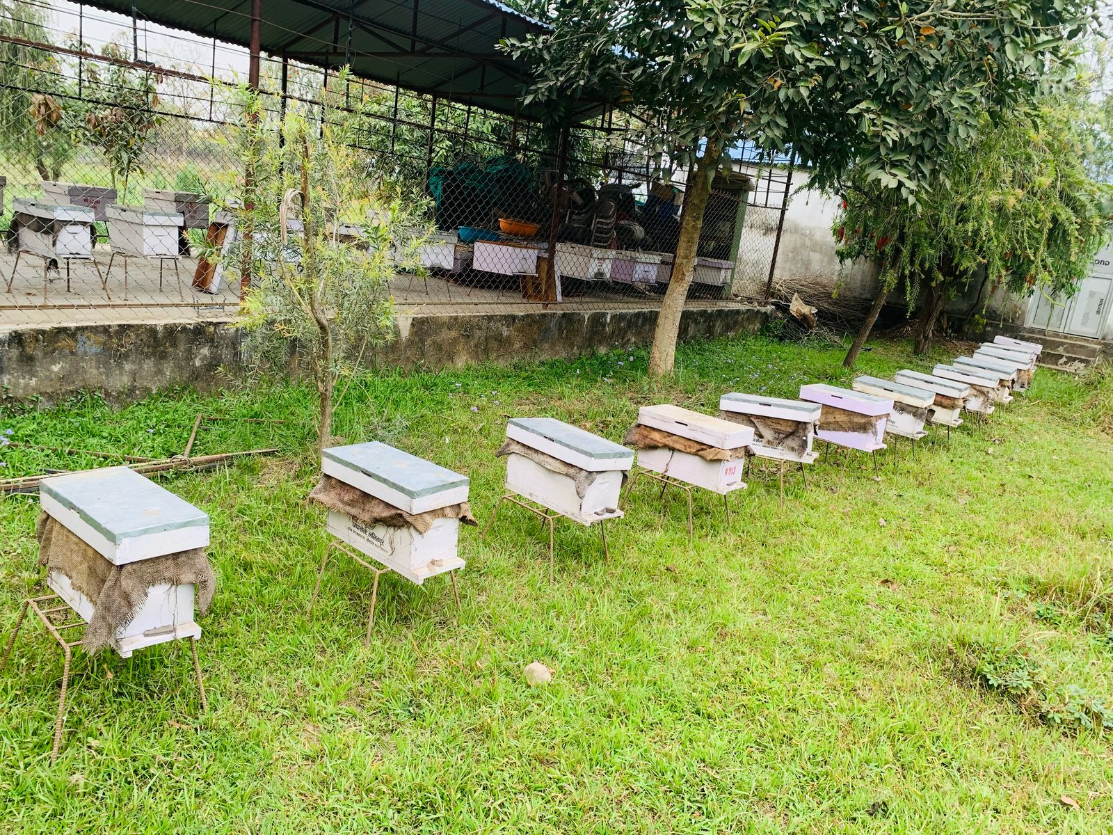 चितवनमा मौरी चरन क्षेत्र अभाव