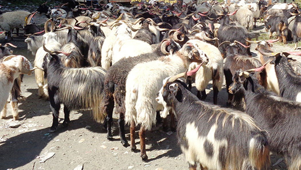 दसैँमा मुस्ताङबाट १५ हजार भेडाच्याङ्ग्रा निकासी हुने