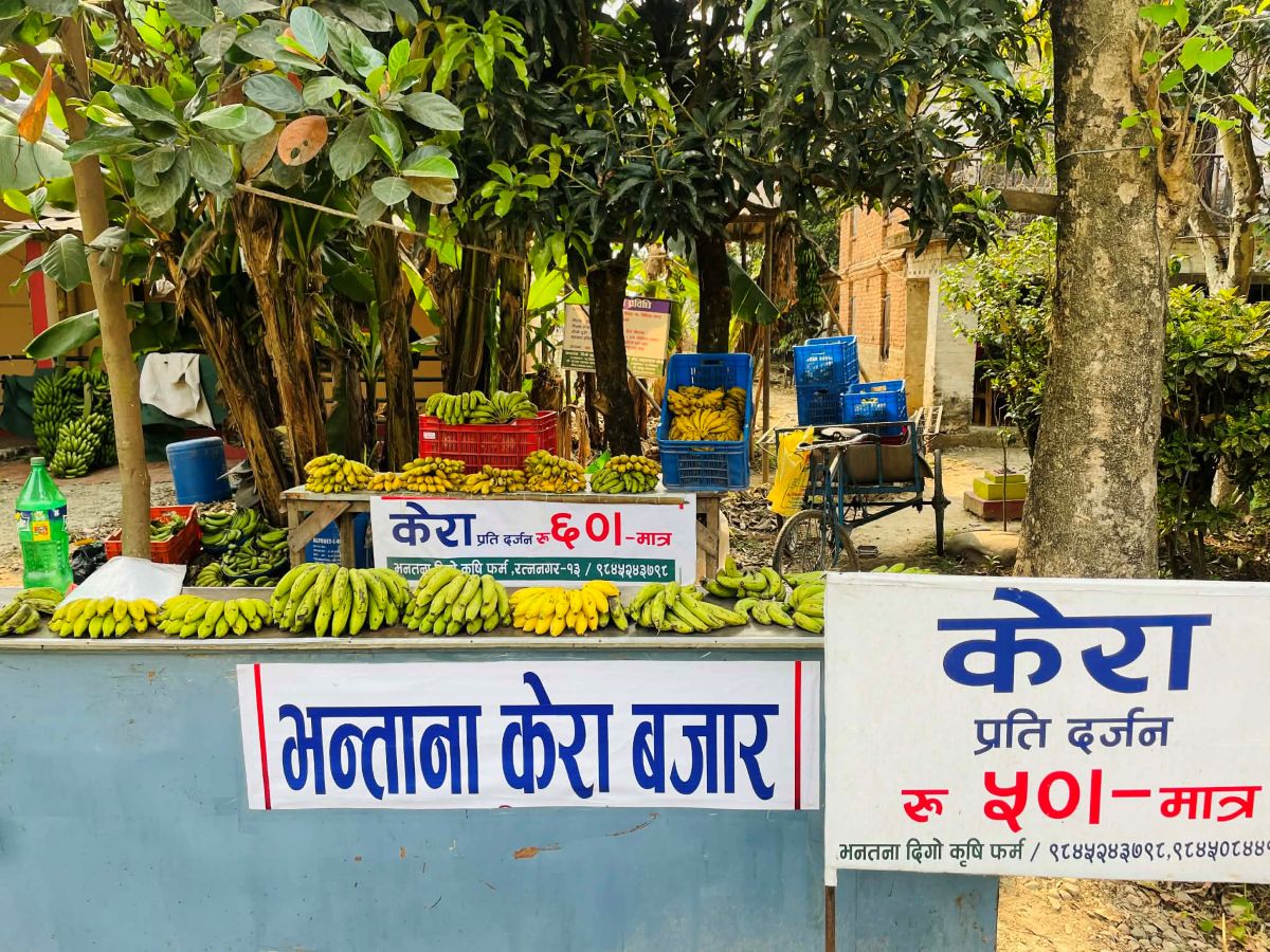 केराको मूल्यमा अस्वाभाविक वृद्धि: बिचौलियाको रजाइ, उपभोक्ता महँगोमा किन्न बाध्य