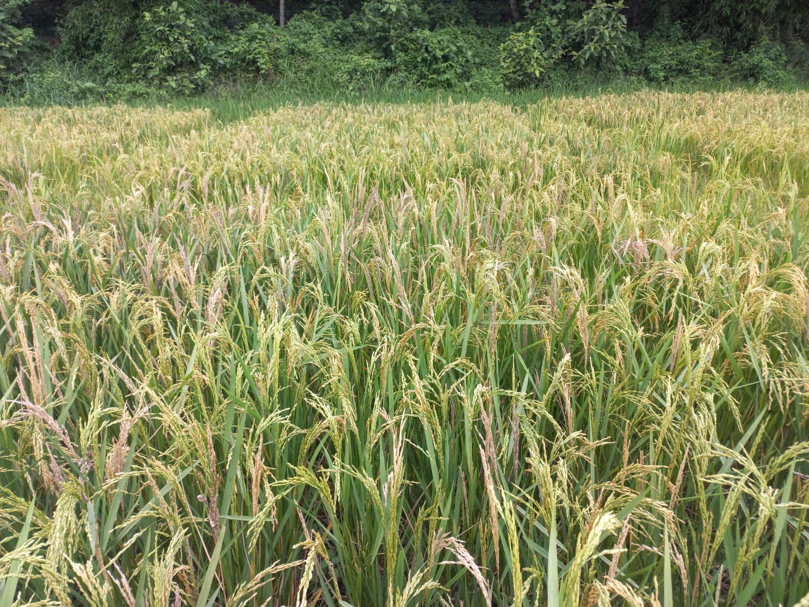 गहुँ र चैते धानको न्यूनतम समर्थन मूल्य निर्धारण