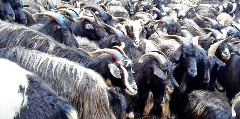 च्याङ्ग्रापालनबाट वार्षिक पाँच लाख आम्दानी