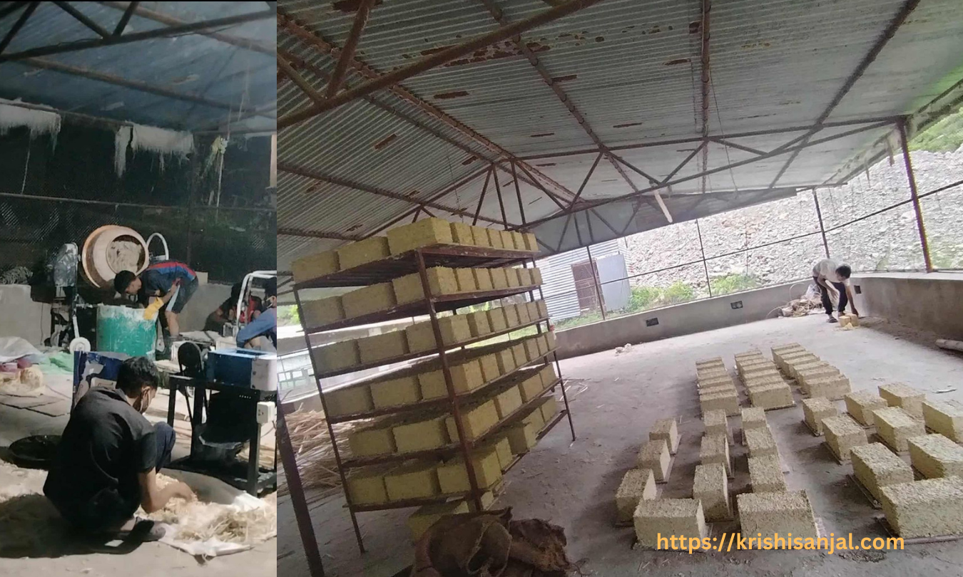 रोल्पाका विद्यार्थीहरूले निर्माण गरे हेम्पक्रिट ब्लक