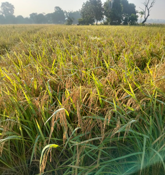 बीउ बिक्रीबाट किसानको आम्दानी वृद्धि