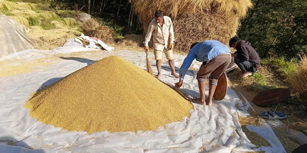 भोजपुरका किसानलाई धान थन्क्याउन चटारो