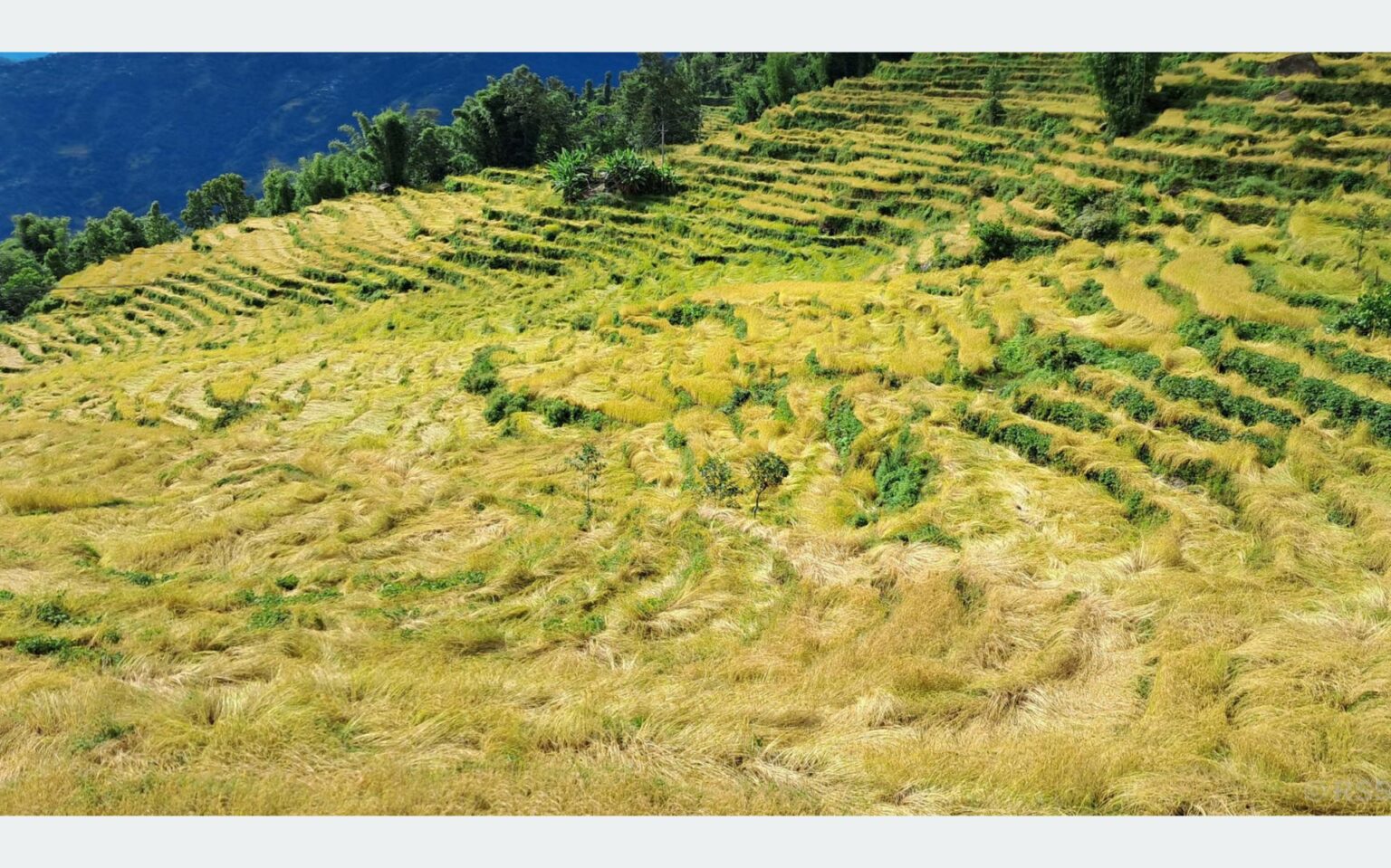 खोटाङमा ७० प्रतिशत धानबालीमा क्षति