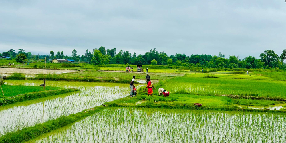 सिरहामा यसवर्षको धान रोपाइँ सकिदै