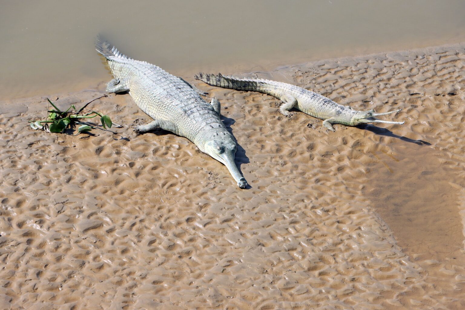 चितवनमा घडियाल गोहीको गुँड खोज्दै निकुञ्ज