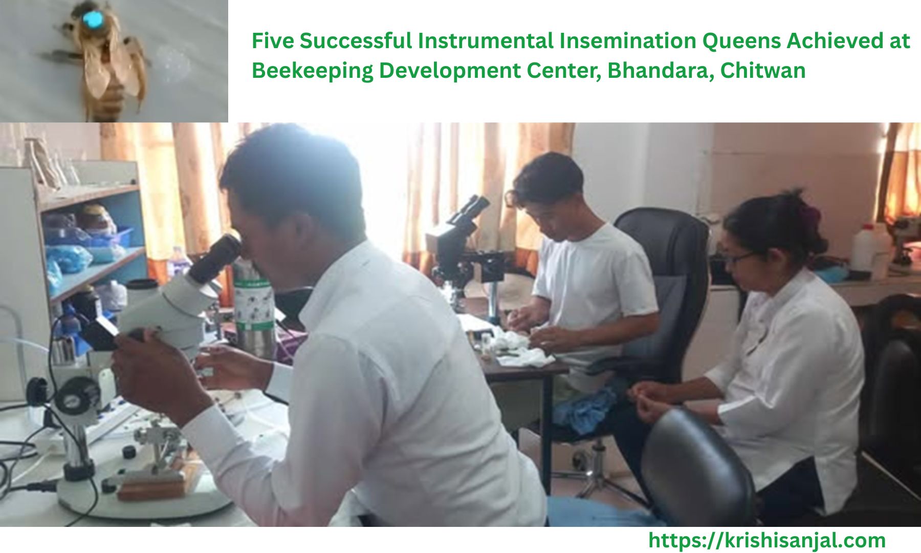 Five Successful Instrumental Insemination Queens Achieved at Beekeeping Development Center