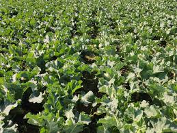 अनुदान पाएपछि व्यावसायिक तरकारीखेती