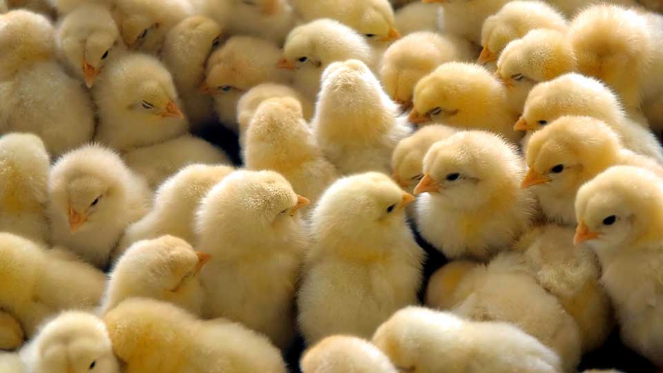 कुखुराका चल्लाले दुई वर्षपछि पाए लागत मूल्य