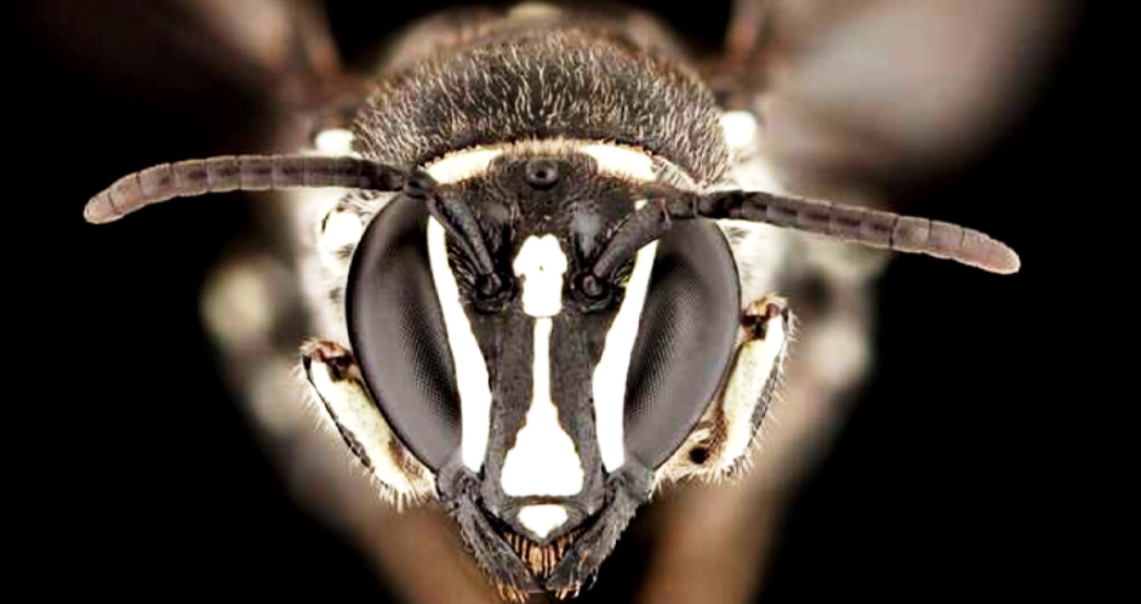 अस्ट्रेलियामा  भेटियो नयाँ 'लुसिफर'  मौरी प्रजाति