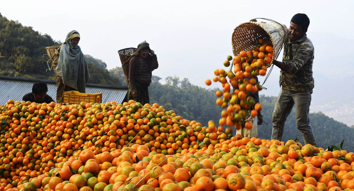 सुन्तला बिक्री गरेर तनहुँका कृषकले भित्र्याए करोडौँ रकम
