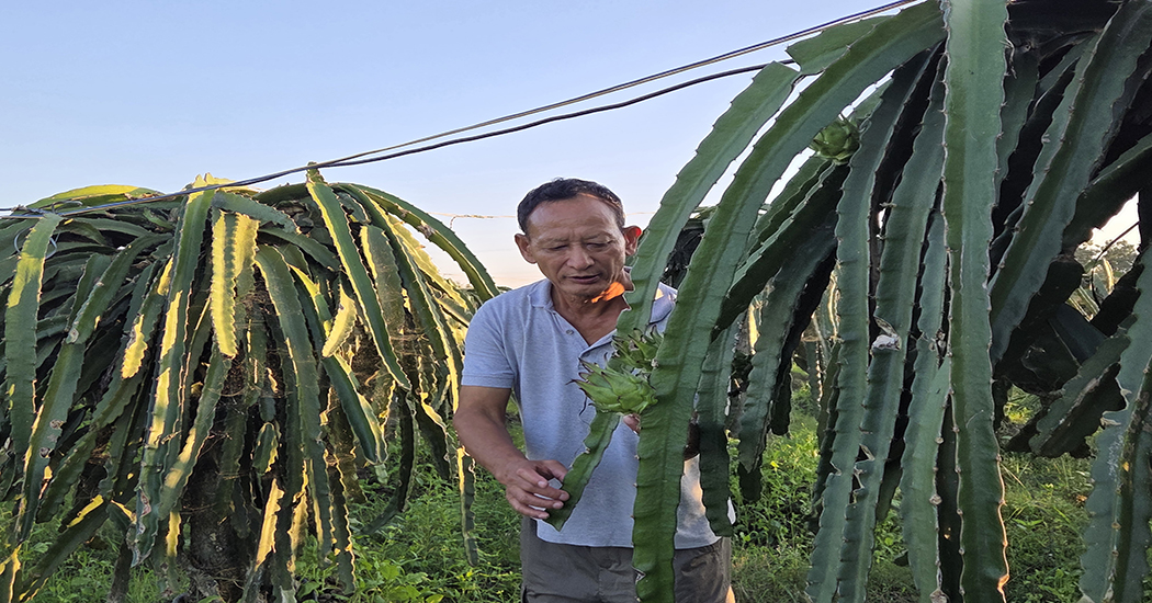 पूर्वसैनिक घलेको लोभलाग्दो ‘ड्रागन खेती