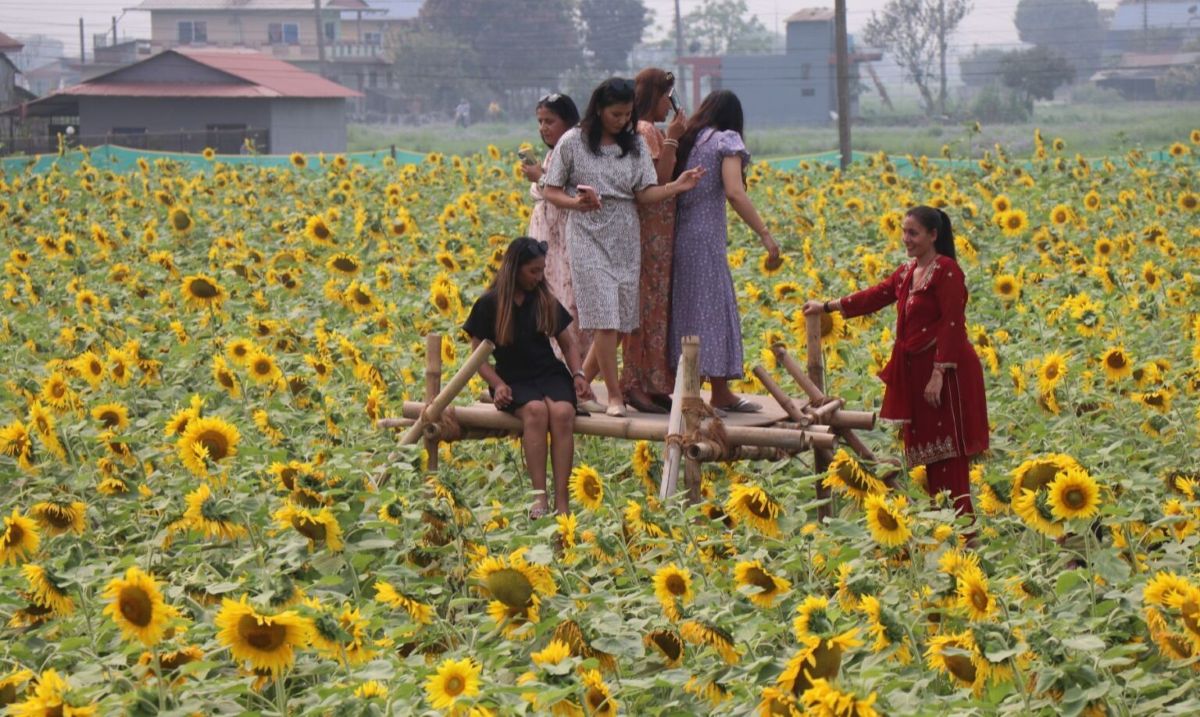 सूर्यमुखी खेतीमा फोटो भिडियो खिच्नेको घुईंचो