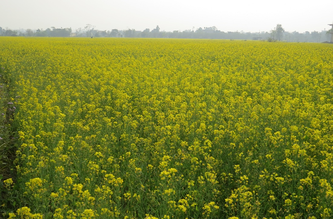 नवलपुरमा तीन हजार सात सय छयालीस हेक्टर क्षेत्रमा तोरी खेती